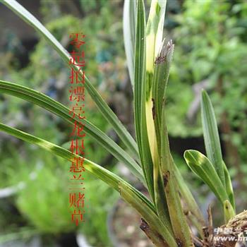 零起拍漂亮龙根蕙兰赌草(一口价包邮)
