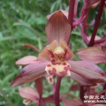 蕙兰新品漂亮红花荷型(1)