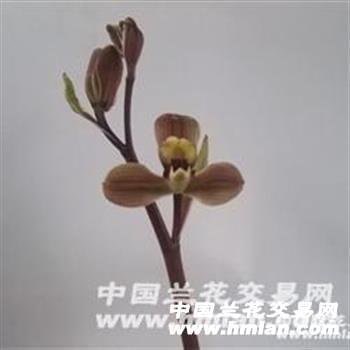 寒兰梅瓣