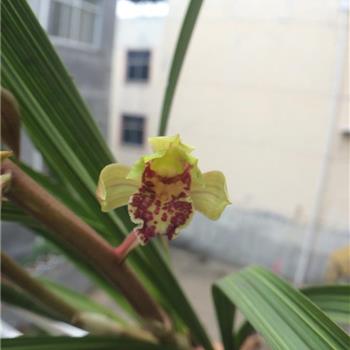 栾川香花蕙兰(下山惠花艺)持续热拍中…… - 兰花网店 - 中国兰花交易