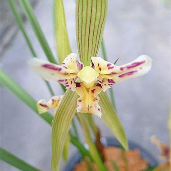 满天星好苗子0起拍