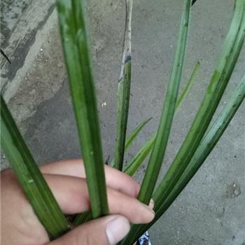 下山连三苗青蓝线艺,先明黑绿边,可赌 - 中国兰花交易网