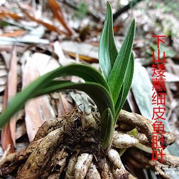 下山矮蕙细皮鱼肚叶 - 中国兰花交易网