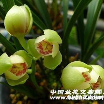 建兰铭品【浏阳荷】2壮苗带1大胖芽2小芽点