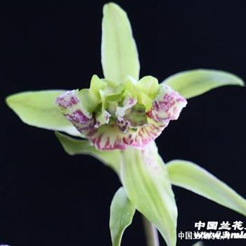 平步青云 - 中国兰花交易网