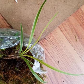 乌蒙山下山莲瓣龙根金边 - 中国兰花交易网