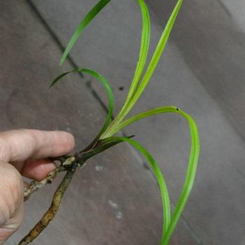 下山龙根莲瓣兰红紫边漂亮赌草