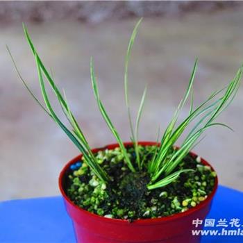 菖蒲 有栖川老桩2