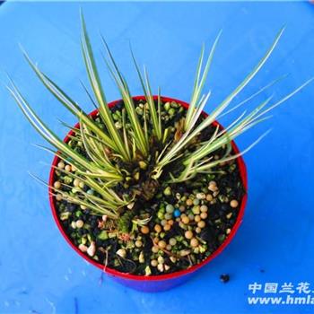 菖蒲 有栖川老桩1