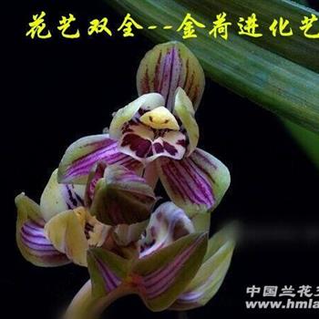 漂亮线艺【中华锦荷】3苗带2大芽