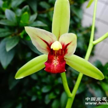 四季兰新种 佛光红素引种1新苗
