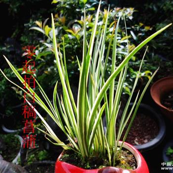 零起拍白稿菖蒲