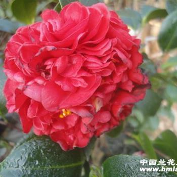 玛丽安茶花花大色艳 玫瑰清香味10年矮壮大苗