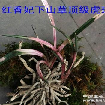 红香妃下山草顶级虎斑