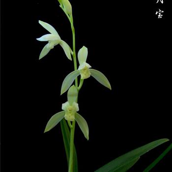建兰《日月宝》3苗带1花苞 - 中国兰花交易网