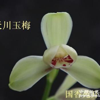 天川玉梅,9苗带花