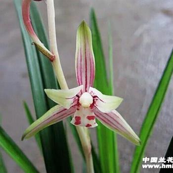2花苞-【绿鸟嘴【0807】】 - 中国兰花交易网