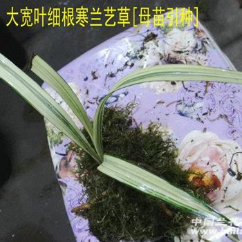 大宽叶细根寒兰艺草[母苗引种]