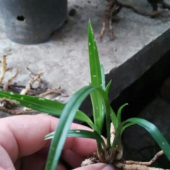 3苗跟代水晶叶型龙根赌草!